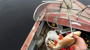 Рыбалка на продольники и не только \ 02.06.2026 \ Вечерняя проверка