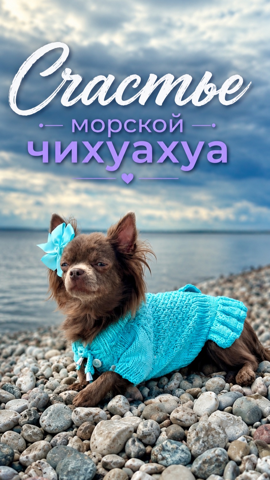 Что выберет морская чихуахуа: море, лебедь или лето? | Три момента счастья за 15 секунд