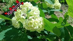 ПОСЛУШАЙТЕ . ТОЛЬКО. КРАСОТА😘💞 В СЛОВАХ. **ТАКАЯ ЖЕНЩИНА КАК ВЫ**НУ ПРОСТО БЛАГОДАРЮ. ЭТОТ ДЕНЬ .