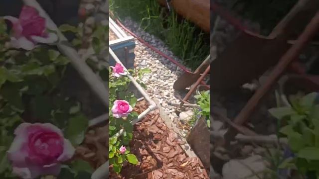 Сад у МКАД Июнь 2026.mp4 смотреть онлайн