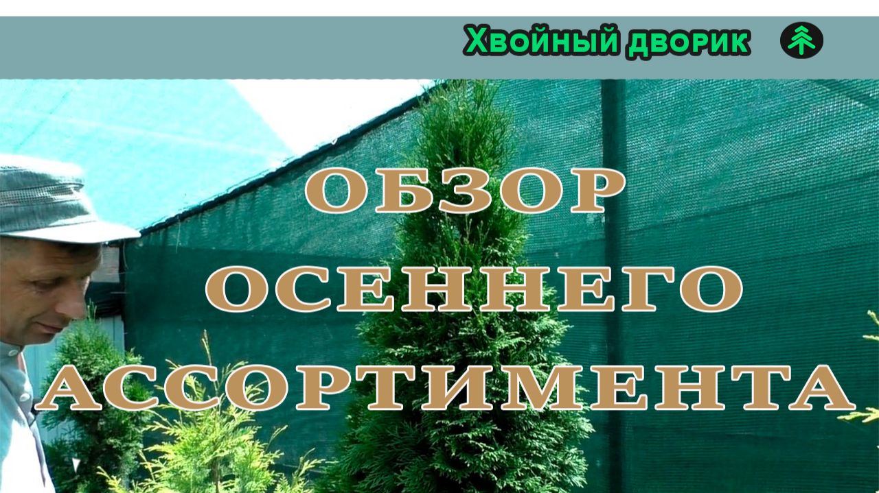 Туя, ель, пихта: обзор осеннего ассортимента питомника «Хвойный дворик».