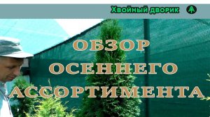 Туя, ель, пихта: обзор осеннего ассортимента питомника «Хвойный дворик».