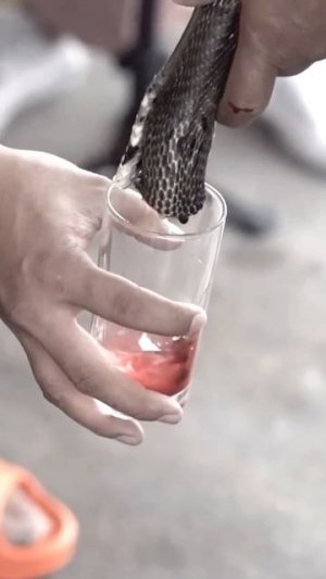 Сердце кобры