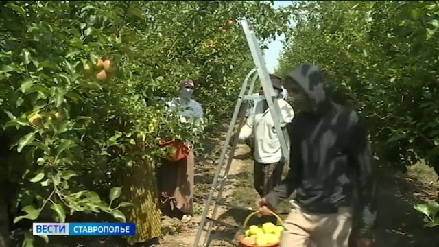 На поддержку ставропольских садоводов направят до полумиллиарда рублей смотреть онлайн