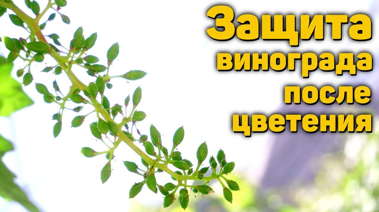Защитите виноград после цветения! (27.06.2025) Видеоблог Давида Алверцяна
