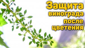 Защитите виноград после цветения! (27.06.2025) Видеоблог Давида Алверцяна