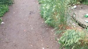 Опять же анекдоты