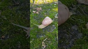 После града вылезли красивые улитки