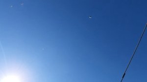 19.06.26 г. Андижанская порода голубей (1)