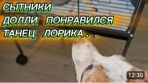САМВЕЛ АДАМЯН, СЫТНИКИ, ДОЛЛИ ПОНРАВИЛСЯ ТАНЕЦ ЛОРИКА..
