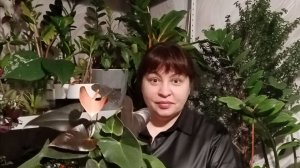 Расслабляющий,  звук дождя! Для медитаций, отдыха, быстрого сна!