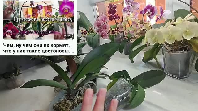 ОрхоVLOG работаем с тем, что есть. Китайские орхидеи - спорное качество смотреть онлайн
