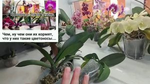 ОрхоVLOG работаем с тем, что есть. Китайские орхидеи - спорное качество