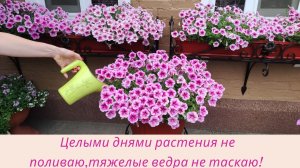 Как поливаю быстро более 150 горшков. Все способы. Сколько времени уходит. Миф и реальность.