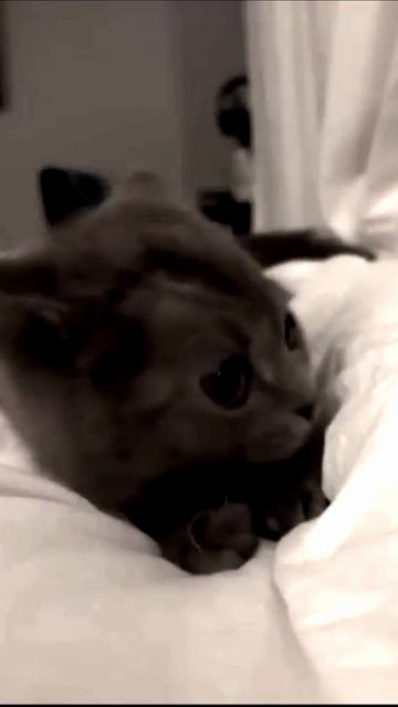 Заставка для видео Милый котик № 595