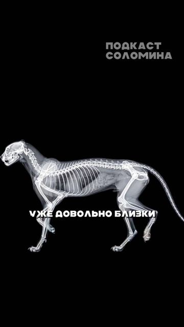 Самое БЫСТРОЕ животное Михаил Никитин| Смотри полный выпуск на канале Глеб Соломин смотреть онлайн