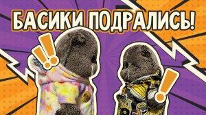 БАСИКИ ПОДРАЛИСЬ | распаковка вещей для Басиков