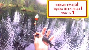 ЛОВЛЮ ФОРЕЛЬ В НОВОМ РУЧЬЕ! ПЕРВОЕ ЗНАКОМСТВО С РУЧЬЕМ! #рыбалка #fishing #форель #форельначервя
