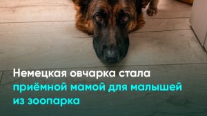 Немецкая овчарка стала приёмной мамой для малышей из зоопарка