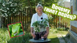 Гниет перец? Вот 5 главных причин!