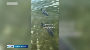 Огромных рыб заметили на Комсомольском пруду в Ставрополе