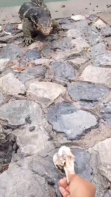 Домашние питомцы в Таиланде