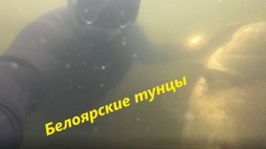 Подводная охота на толстолоба Белоярского водохранилища!