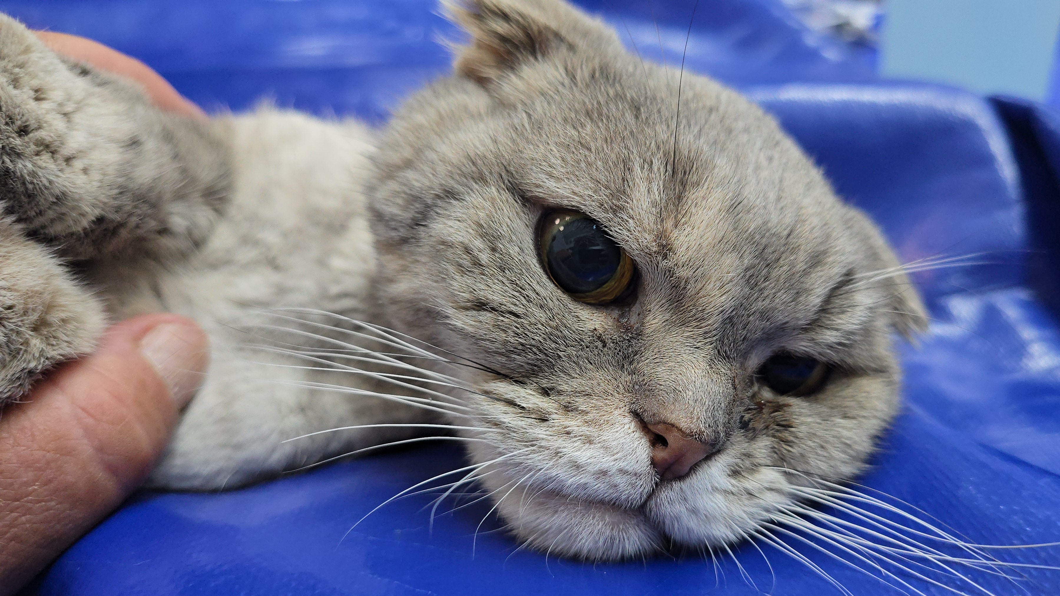 Кошка Сима на узи смотреть онлайн