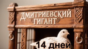 ПЕРЕПЕЛА взвешивание в 14 дней.  ДМИТРИЕВСКИЕ ТЯЖЕЛЫЕ