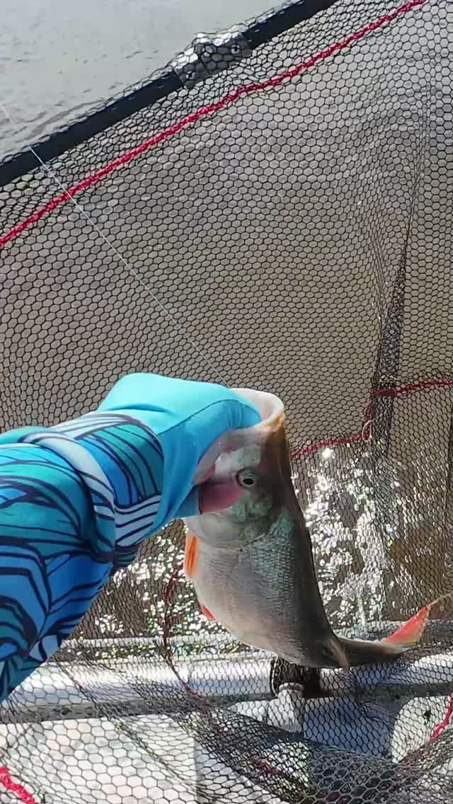Бешеный клёв! Достаю красавца 🎣🔥