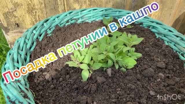 Посадка петунии в кашпо