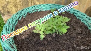 Посадка петунии в кашпо