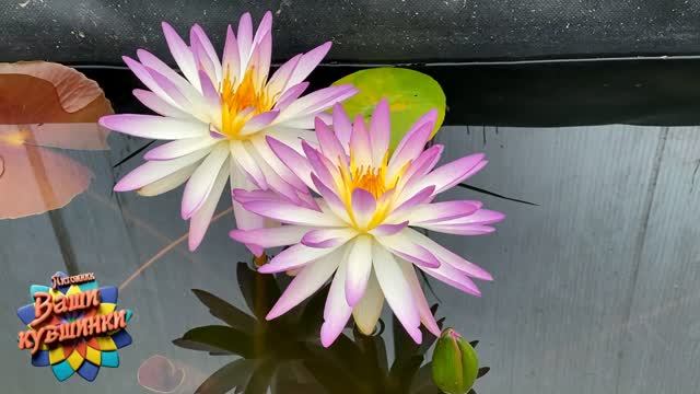 Нимфея Arizona Sky (Небо Аризоны) кувшинка, waterlily, водные растения, пруд