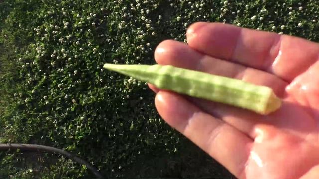 Бамия на вкус, 18 июня.