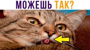 Можешь так?) Приколы