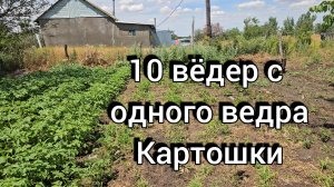 Занимаюсь огородом, Испекла кекс Какой урожай картошки