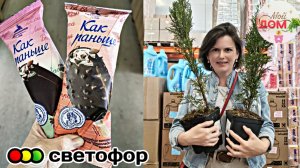 💞Как раньше в Светофоре ТУИ и герань июнь 2026🔥