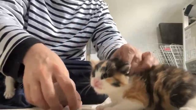 Как правильно вводить лекарство милому котёнку