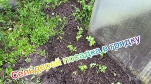 Сельдерей посадка в грядку. 9 мая 2026