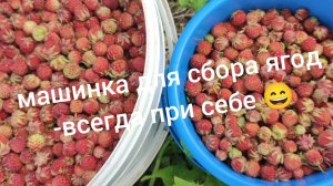 Собираю ягоды на горе// торговля на трассе, кошмар какой то 😏//