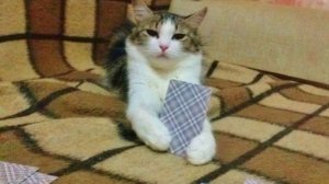 засмеялся, подписался (мемы)