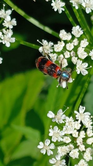 Пестряк пчелиный, или пчеложук обыкновенный (Trichodes apiarius)