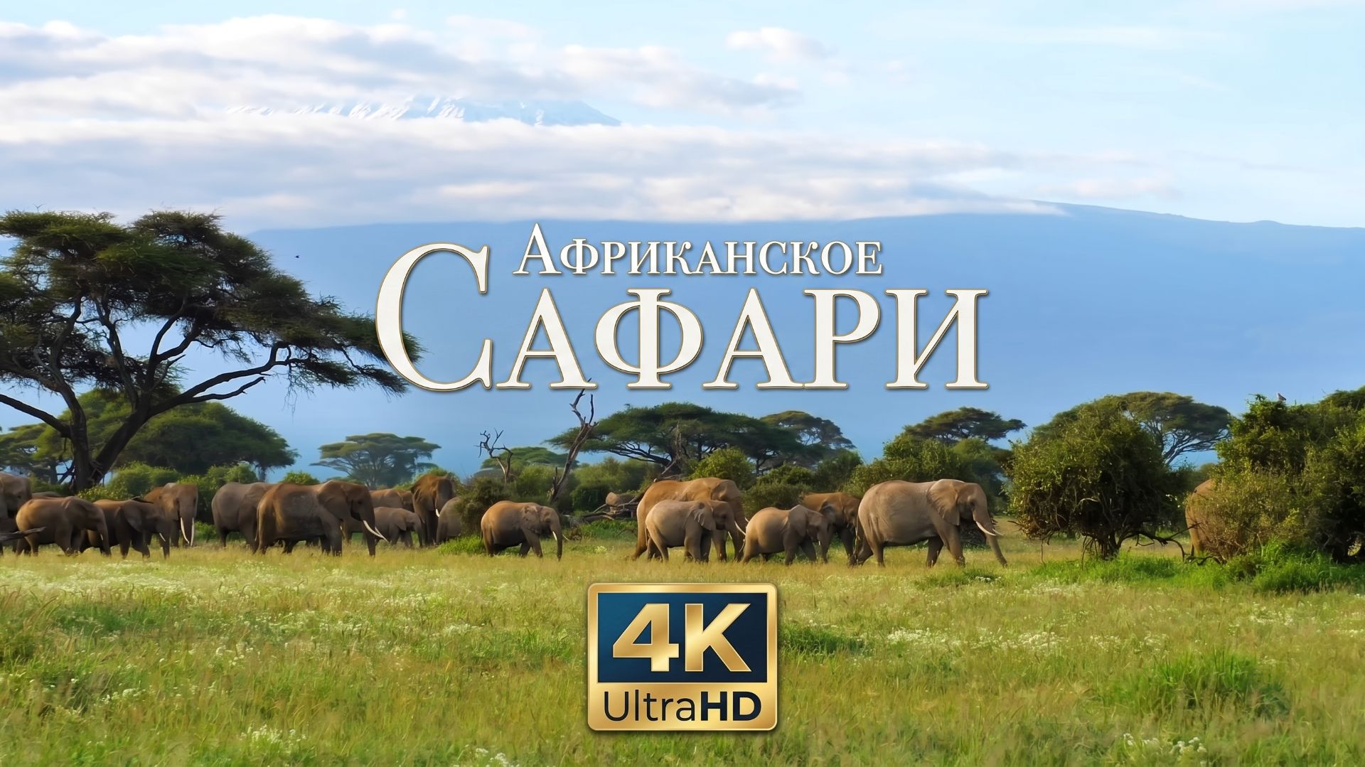 4K Африканское сафари животная природа под расслабляющую музыку смотреть онлайн