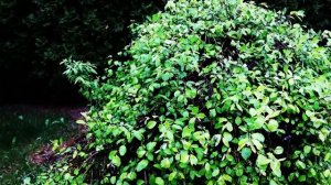 Редкая Матрица 4 Чистый Звук для Восстановления Мышц Костей и Крови