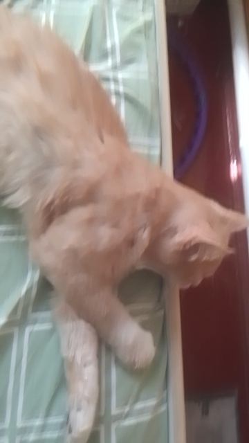 Мой кот Сёма🐈 смотреть онлайн