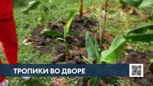 Нижнекамцы на Табеева ждут урожая бананов и абрикосов