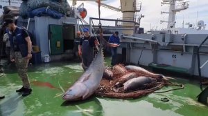 🐟 На Сахалине впервые официально разрешили промышленный вылов тунца

Из-за потепления океанических
