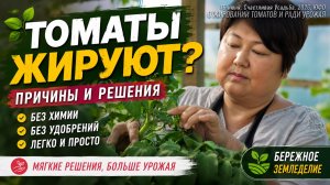 Жирование томатов - не проблема. Исправляем на 1-2-3. #сад #огород #дача #томаты