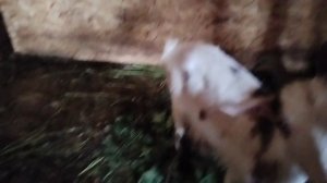 19-06-2026 Жара закончилась и начались дожди, продали козу - дерезу, распаковка из Пятёрочки.