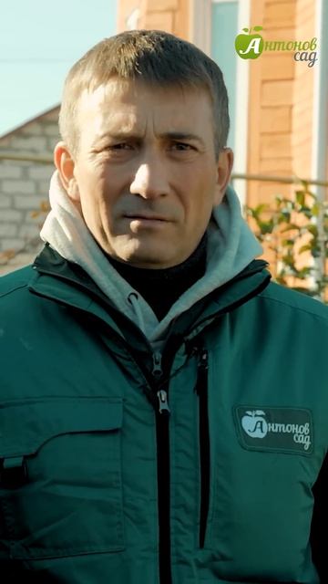 Готовим смородину к зиме.